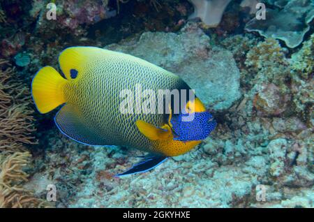 Blueface Angelfish, Pomacanthus xanthometopon, in Current City, Indonesien. Tiefe: 9,6 m. Stockfoto