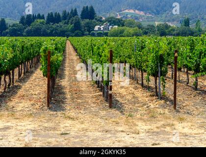 Üppig grüne Reihen gesunder Weinreben auf einem wohlhabenden Weinberg Stockfoto