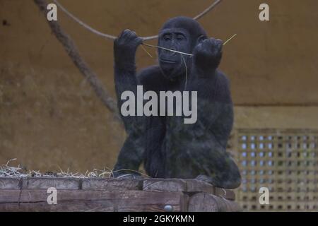 Porträt eines Gorillas, der neugierig auf Stroh im Naturpark Cabarceno, Spanien, schaut Stockfoto