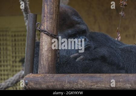 Porträt eines faulen Gorillas im Naturpark Cabarceno, Spanien Stockfoto