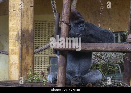 Porträt eines faulen Gorillas im Naturpark Cabarceno, Spanien Stockfoto