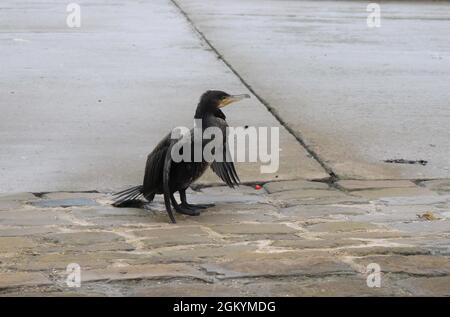 Große Schwarzmöwe an Land am Hafen. Stockfoto