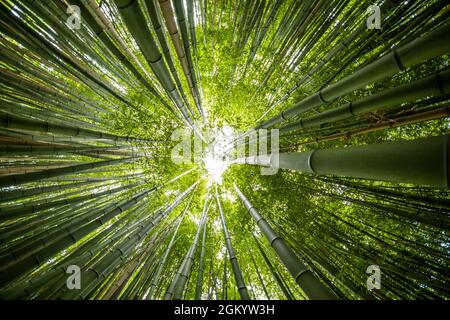 Bambus Wald Stockfoto