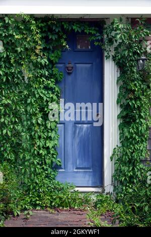 Die blaue Eingangstür eines Hauses wird von hellgrünem Efeu umrahmt. Stockfoto