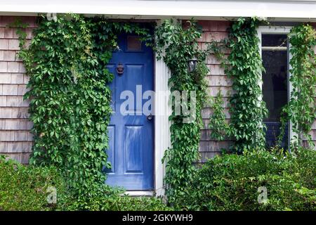 Die blaue Eingangstür und das Fenster eines Hauses sind von hellgrünem Efeu eingerahmt. Stockfoto