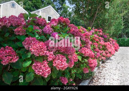Blühende rosa Hortensien auf Cape Cod, Massachusetts. Stockfoto