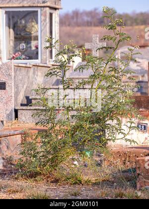 Rote Büffel-Bur-Pflanze der Art Solanum sisymbriifolium Stockfoto