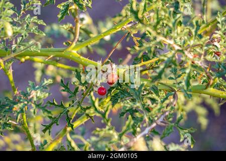 Rote Büffel-Bur-Pflanze der Art Solanum sisymbriifolium Stockfoto