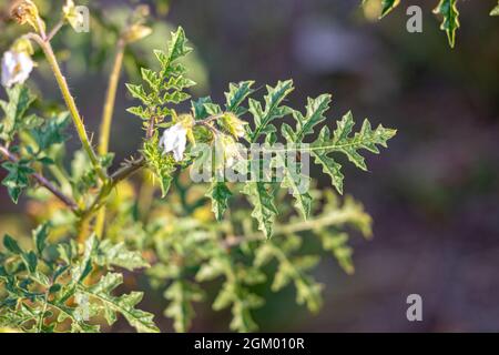 Rote Büffel-Bur-Pflanze der Art Solanum sisymbriifolium Stockfoto