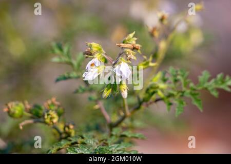 Rote Büffel-Bur-Pflanze der Art Solanum sisymbriifolium Stockfoto