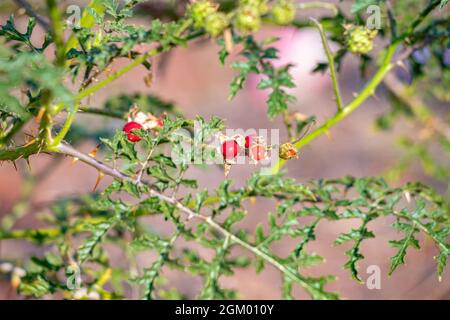 Rote Büffel-Bur-Pflanze der Art Solanum sisymbriifolium Stockfoto