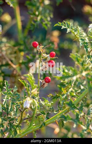 Rote Büffel-Bur-Pflanze der Art Solanum sisymbriifolium Stockfoto