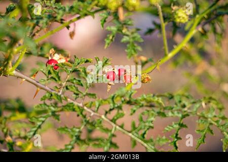 Rote Büffel-Bur-Pflanze der Art Solanum sisymbriifolium Stockfoto