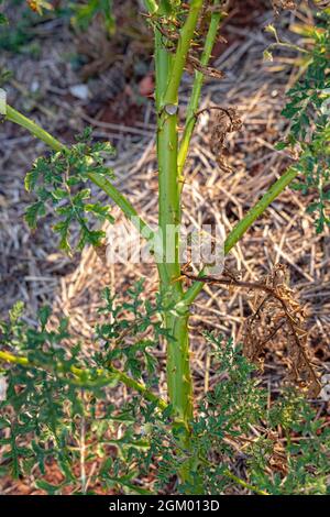 Rote Büffel-Bur-Pflanze der Art Solanum sisymbriifolium Stockfoto