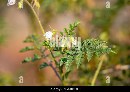 Rote Büffel-Bur-Pflanze der Art Solanum sisymbriifolium Stockfoto