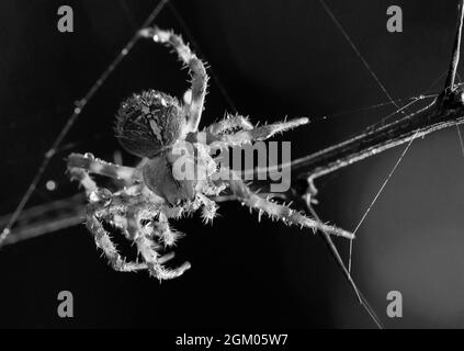 Ein Makro-Nahaufnahme einer Gartenspinne, Araneus diadematus, in Schwarz und Weiß, die ihr Netz auf einem Ast repariert und wie eine Gitarre zu stolzen scheint Stockfoto