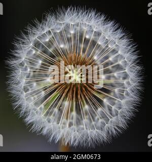 Makroaufnahme des Samenkopfes eines Dandelions mit dem Fokus auf die Samen, die an der Mitte befestigt sind, fast versandbereit, einige Pappus fehlen Stockfoto