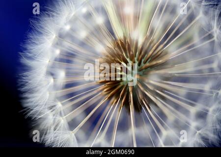 Makroaufnahme des Samenkopfes eines Dandelions mit dem Fokus auf die Samen, die an der Mitte befestigt sind, fast versandbereit, warten auf den Wind Stockfoto