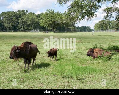 In Gefangenschaft gehaltener domestizierter Büffel oder amerikanischer Bisons, zwei Erwachsene und ein Kalb, auf einer Farm in Alabama, USA. Stockfoto