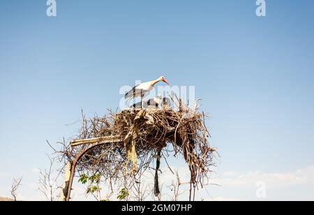 Asian White Colored Open Billed Storch auf ihrem Nest, Anastomus oscitans, India White Storch, ein großer watender Vogel in der Storchenfamilie Ciconiidae und gen Stockfoto