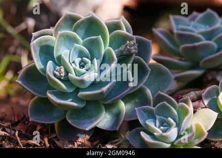 Blue Rock Rose Sukkulent Plant (Echeveria imbricata) Stockfoto