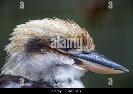 Ein lachendes Kookaburra Kopf Nahaufnahme Bild. Es ist ein großer, robuster Eisvögel mit einem weißlichen Kopf und einem dunklen Augenstreifen. Stockfoto