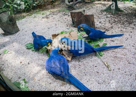 Der Hyazintara (Anodorhynchus hyacinthus) reißt die Papierkiste für Nahrung. Das ist eine Art Tieranreicherung im Zoo. Stockfoto
