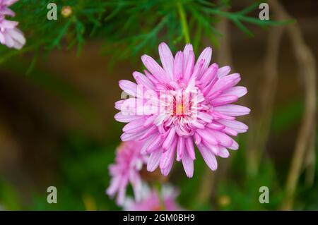 Blume mit ihren rosa Blütenblättern im Vordergrund. Stockfoto