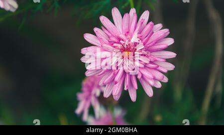 Blume mit ihren rosa Blütenblättern im Vordergrund. Stockfoto