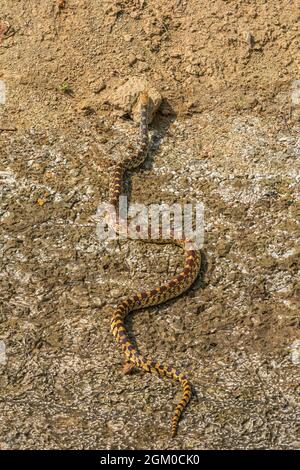 Bullsnake (Pituophis catenifer sayi), Jagd in der Nähe von Creek, einer Unterart der Look-a-like Gopher Snake (Pituophis catenifer), Castle Rock CO USA. Stockfoto