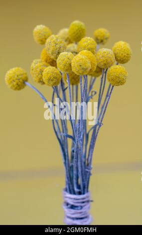 Getrocknete gelbe Craspedia globosa (Pycnosorus globosa) Blüten, auch bekannt als Billy Buttons oder Woollyheads. Nahaufnahme. Details. Stockfoto
