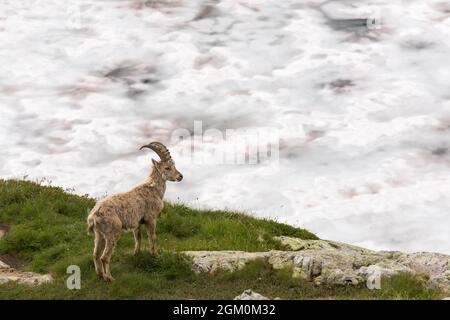 FRANKREICH HAUTE-SAVOIE (74) CHAMONIX, JUNGE IBEX IN DER NÄHE DES LAKE BLANC VERSCHNEIT Stockfoto