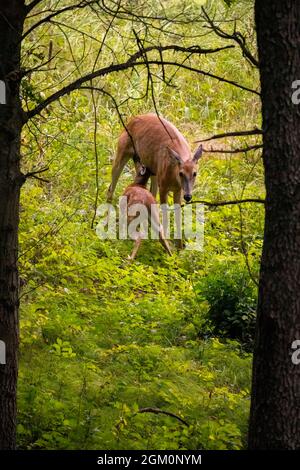 Mutter Hirsch stillt sein junges Rehkitz im Wald Stockfoto