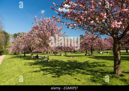 FRANCE HAUT-DE-SEINE (92) SCEAUX, SCEAUX DOMAIN, PARK UND KIRSCHBLÜTEN Stockfoto