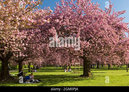 FRANCE HAUT-DE-SEINE (92) SCEAUX, SCEAUX DOMAIN, PARK UND KIRSCHBLÜTEN Stockfoto