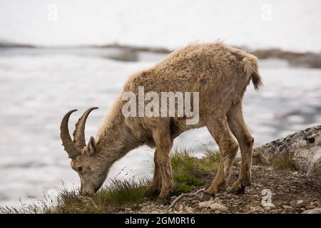 FRANKREICH HAUTE-SAVOIE (74) CHAMONIX, JUNGE IBEX IN DER NÄHE DES BLANC-SEES Stockfoto