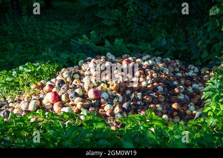 Mit faulen und beschädigten Äpfeln stapeln. Garten- und Lebensmittelabfälle, Kompost. Stockfoto