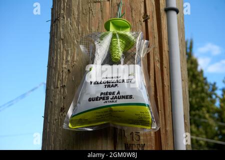 Einwegfalle aus Gelbwesten, die an einem Pfosten in Vancouver, British Columbia, Kanada, hängt Stockfoto