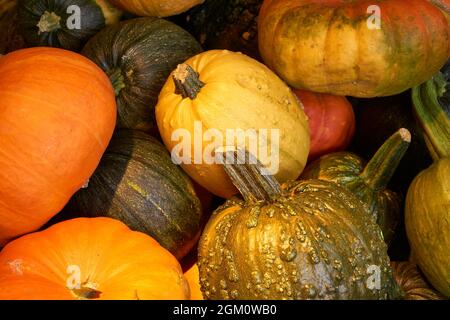 Nahaufnahme eines Pfahls von Kürbissen verschiedener Arten, Größen und Farben Stockfoto