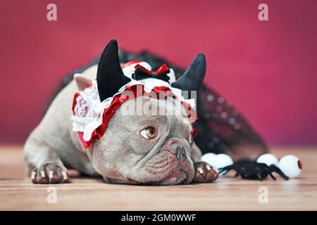 Französische Bulldogge mit rotem Teufelshorn Stirnband mit Band und schwarzem Tutu vor rotem Hintergrund Stockfoto