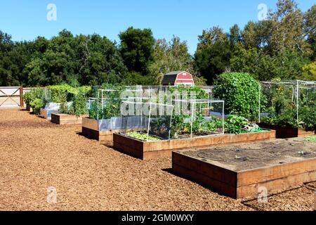 Traditioneller Gemeinschaftsgarten im Freien. Frische Produkte wachsen in erhöhten Gartenbeeten, die mit transparenten Netzen zur Schädlingsbekämpfung geschützt sind. Stockfoto