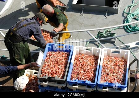 FRANKREICH. BRETAGNE.FINISTERE (29) LE GUIVINEC.FISCHEREIHAFEN.RÜCKKEHR DES FISCHENS.SCAMPIS.(BILD NICHT VERFÜGBAR FÜR KALENDER ODER POSTKARTE) Stockfoto