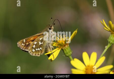 Ein seltener Silberfleckiger Skipper-Schmetterling, Hesperia Comma, nectaring auf einer Ragwort-Wildblume. Stockfoto