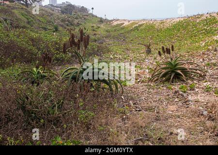 Aloe und Vegetation, die Teil der Dünenrehabilitation sind Stockfoto