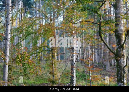 Die Farben des Herbstes Stockfoto