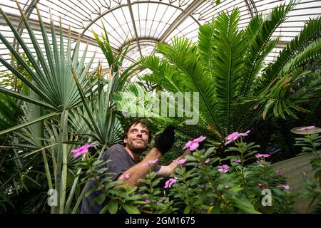 Will Spoelstra, Botaniker, mit der ältesten Pflanze von Kew Garden, einer stacheligen Cycade (Encephalartos altensteinii), die 1775 aus Südafrika nach Großbritannien gebracht wurde, feiert den Royal Botanic Gardens Kew in Richmond, London, einen weiteren Titel der Guinness-Weltrekorde, die größte lebende Pflanzensammlung der Welt. Bilddatum: Mittwoch, 15. September 2021. Stockfoto