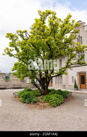 Ein wunderschöner Baum mit grünen Blättern im Innenhof. Stockfoto