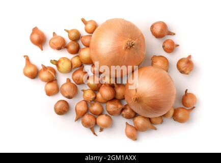 Draufsicht auf Zwiebelsätze und reife, auf Weiß isolierte Zwiebeln Stockfoto