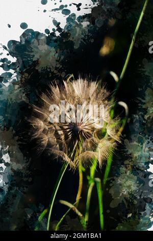 Dandelionenkugel in Nahaufnahme. Weiße Dandelionssamen gegen dunkle s Stockfoto