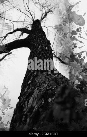 Trockener Eichenbaum vor bewölktem Himmel. Hoher Baum ohne Blätter w Stockfoto